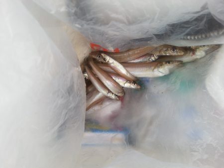 落ちギス狙いも・・