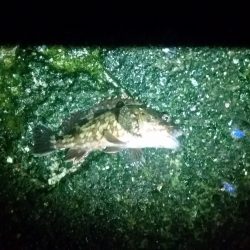 ランガンアジング