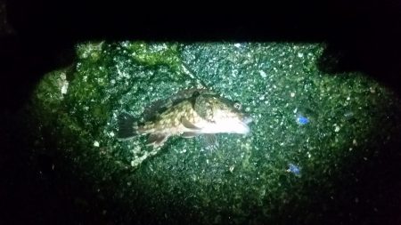 ランガンアジング