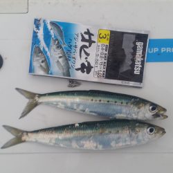 イワシが来たあ