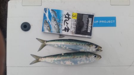 イワシが来たあ