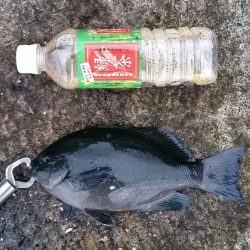 結構釣れました！