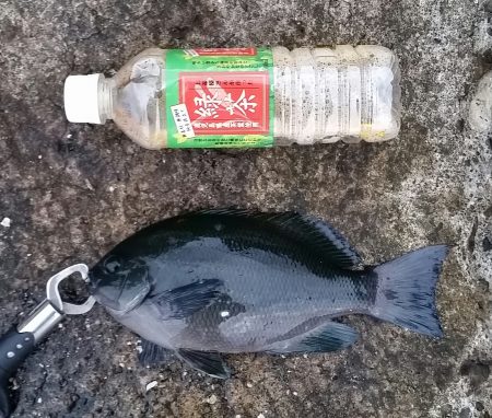 結構釣れました！