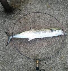 ラストサワラ！