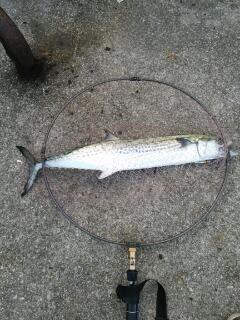 ラストサワラ！