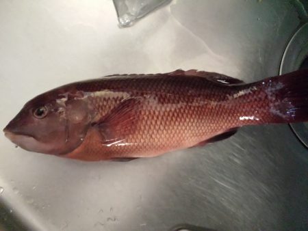 ちょい投げ放置でエギング