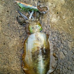 何処も荒れ荒れ