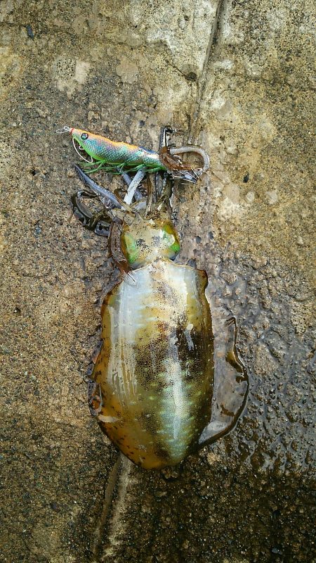 何処も荒れ荒れ