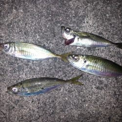 アジングデビュー