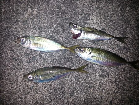 アジングデビュー