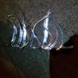 まだまだなようです。笑