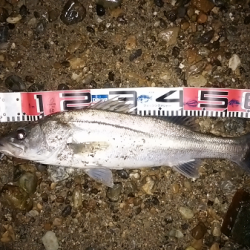 明石川のウェーディングゲームで67cmのシーバス