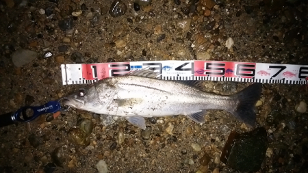 明石川のウェーディングゲームで67cmのシーバス