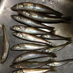 昼間釣り