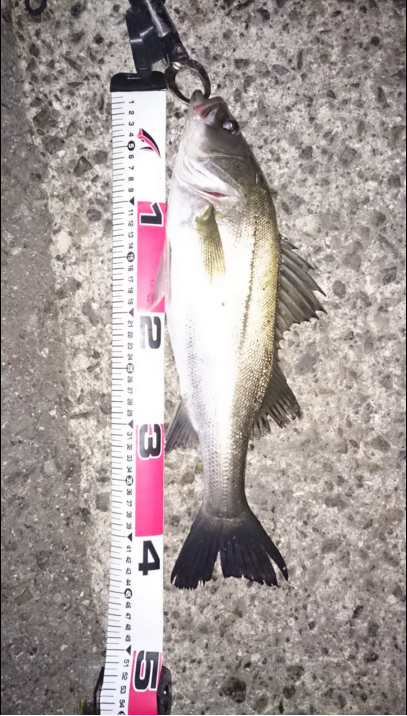 ルアーフィッシング