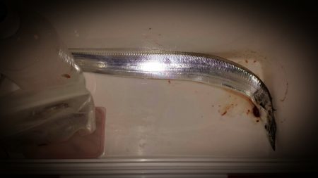 新調タックルの入魂