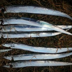 早朝のタチウオ、小潮で好調！！