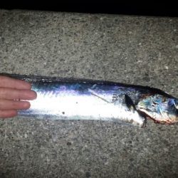 サイズアップのタチウオ