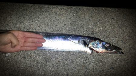 サイズアップのタチウオ