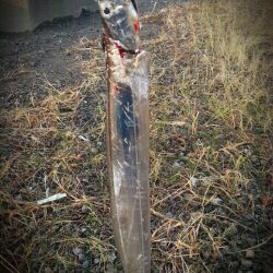 夕方のタチウオ