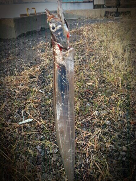 夕方のタチウオ