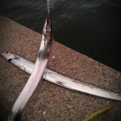 メタルジグでタチウオ