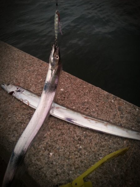 メタルジグでタチウオ