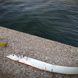 100均のメタルジグでタチウオ