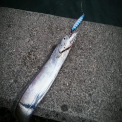 カスタムジグで早朝タチウオ