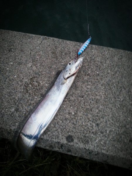 カスタムジグで早朝タチウオ