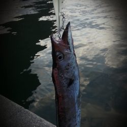 新しいルアーでタチウオ