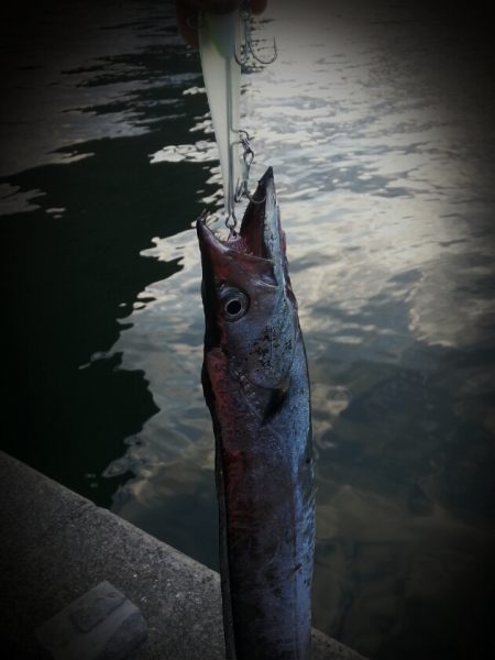 新しいルアーでタチウオ