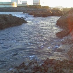 グレ3匹・・・・・イサキ8匹・・・・ベラ1匹・・・