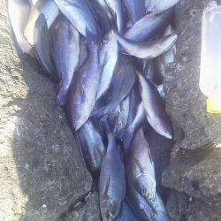 爆釣・・イサキ・・・