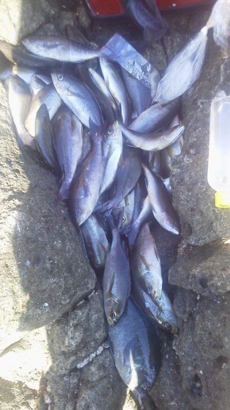 爆釣・・イサキ・・・