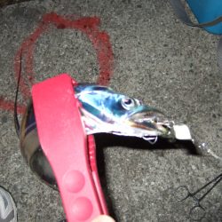 ボウズかと思った