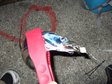 ボウズかと思った