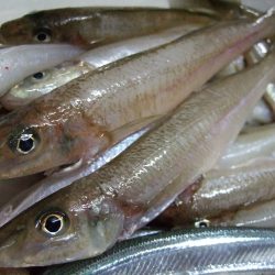 キス釣り、満喫。