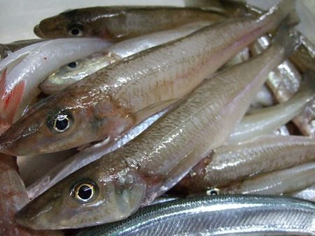 キス釣り、満喫。