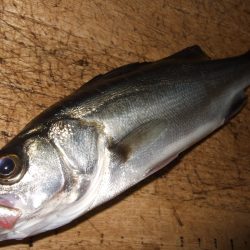 ウキでセイゴ！