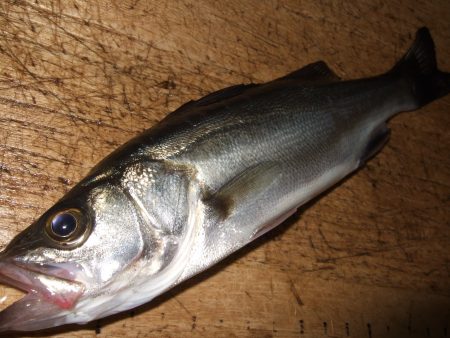 ウキでセイゴ！