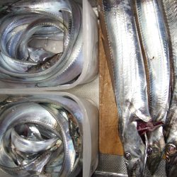 今年最大の太刀魚！