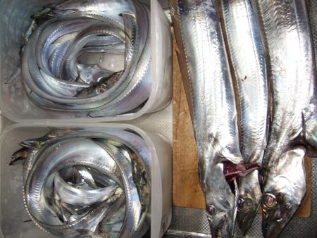 今年最大の太刀魚！