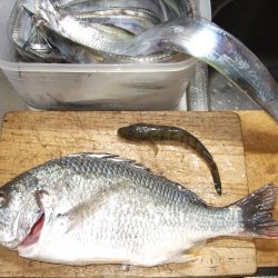 寒くなる前に、タチウオをもう１度