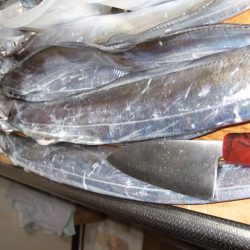 朝、タチウオ。好調です。