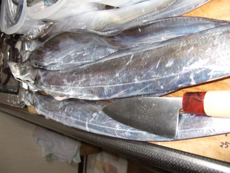 朝、タチウオ。好調です。