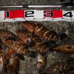 夕方～エビ撒き釣りで根魚狙い