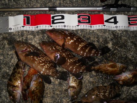 夕方～エビ撒き釣りで根魚狙い