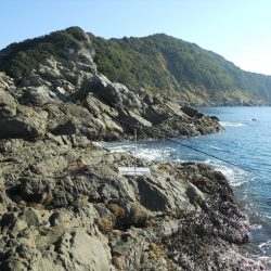 磯のヤエン釣りでアオリイカ