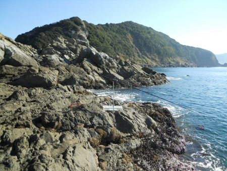 磯のヤエン釣りでアオリイカ